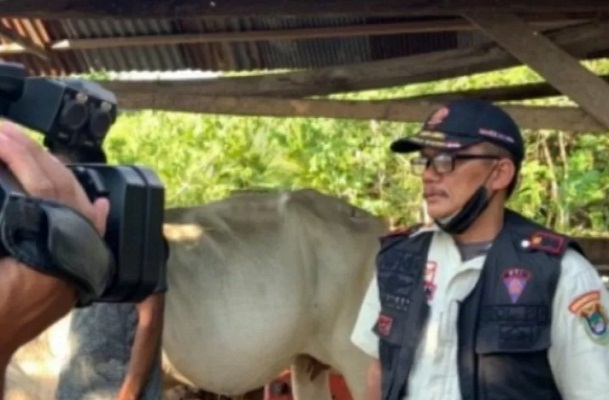 Satpol PP Pemkab Mamuju tertibkan ternak liar di kota Mamuju