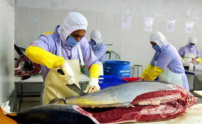 Sejumlah pekerja memisahkan daging ikan tuna jenis sirip kuning sebelum diekspor di industri pengolahan ikan tuna PT Maluku Prima Makmur, di Desa Tawiri, Ambon, Maluku,